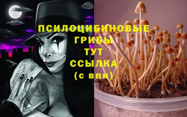 ПСИЛОЦИБИНОВЫЕ ГРИБЫ Новокубанск